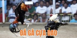 Đá gà cựa dao